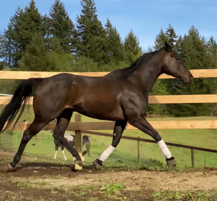 HorseID: 2313471 Retreat Yourself - PhotoID: 1098884