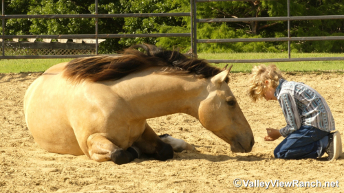 HorseID: 2313474 Dr Phil Good - PhotoID: 1098885