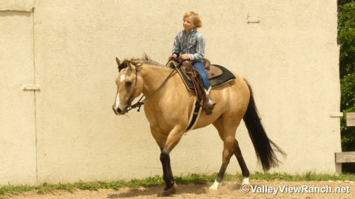 HorseID: 2313474 Dr Phil Good - PhotoID: 1098886