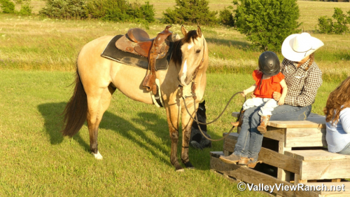 HorseID: 2313474 Dr Phil Good - PhotoID: 1098887