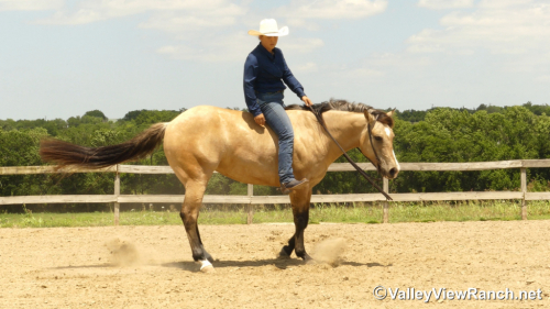 HorseID: 2313474 Dr Phil Good - PhotoID: 1098889