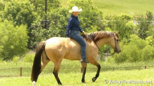 HorseID: 2313474 Dr Phil Good - PhotoID: 1098890