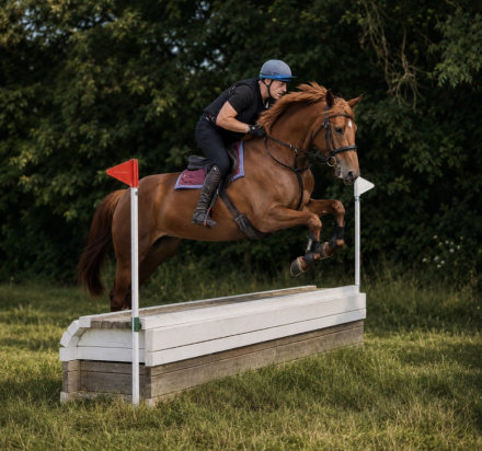 HorseID: 2313491 LEGACY'S SCARLET - PhotoID: 1098904