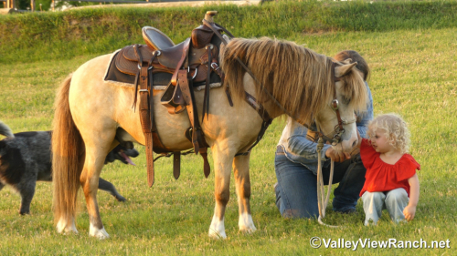 HorseID: 2313492 Carrots - PhotoID: 1098907