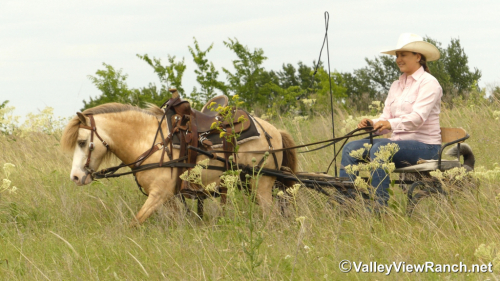 HorseID: 2313492 Carrots - PhotoID: 1098908