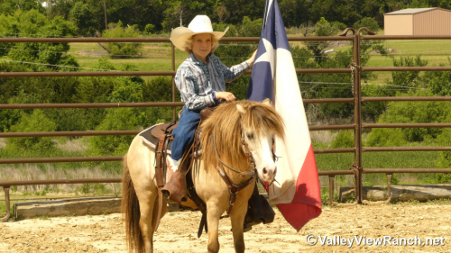 HorseID: 2313492 Carrots - PhotoID: 1098909