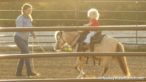 HorseID: 2313492 Carrots - PhotoID: 1098910
