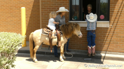 HorseID: 2313492 Carrots - PhotoID: 1098911
