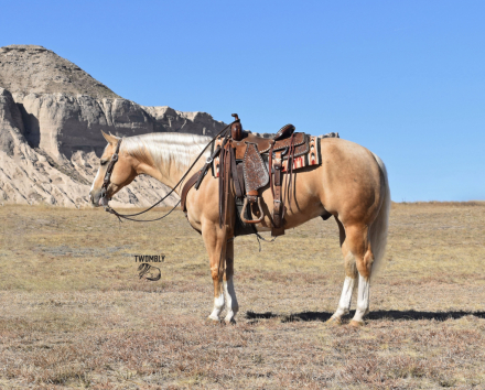 HorseID: 2313496 Shiner N Chrome - PhotoID: 1098912