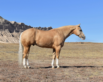 HorseID: 2313496 Shiner N Chrome - PhotoID: 1098913
