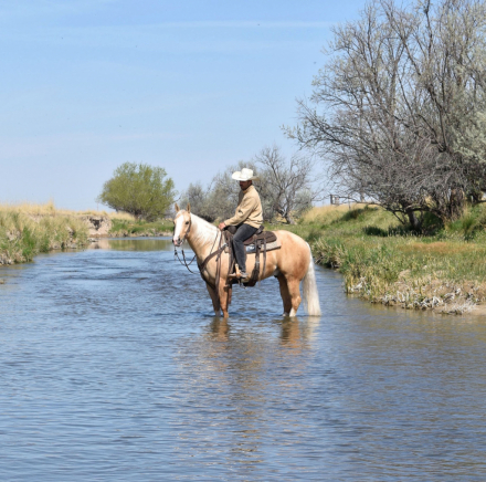 HorseID: 2313496 Shiner N Chrome - PhotoID: 1098914