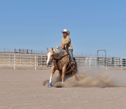 HorseID: 2313496 Shiner N Chrome - PhotoID: 1098916