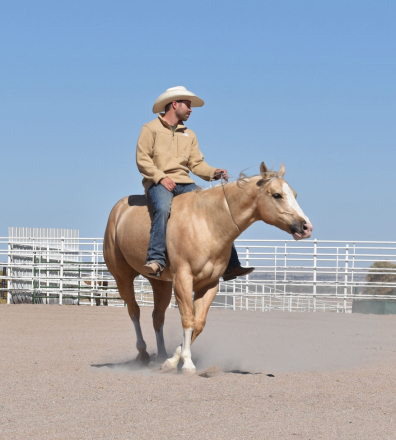 HorseID: 2313496 Shiner N Chrome - PhotoID: 1098917