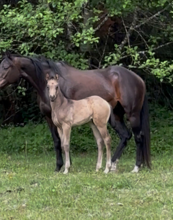 HorseID: 2313499 Take the money n run - pending - PhotoID: 1098919