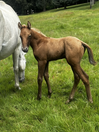 HorseID: 2313500 NORTHERN WHIZKEY pending - PhotoID: 1098918