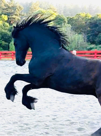 HorseID: 2313510 Sjirk Fan Stahl Redia - PhotoID: 1098921