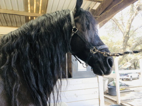 HorseID: 2313510 Sjirk Fan Stahl Redia - PhotoID: 1098922