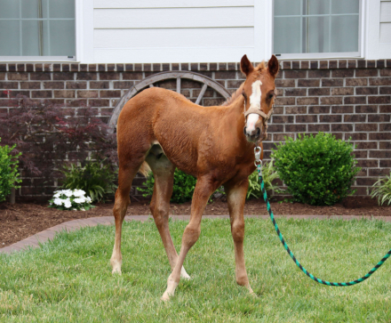 HorseID: 2313511 Duallys Nu Edition (Pending) - PhotoID: 1098923