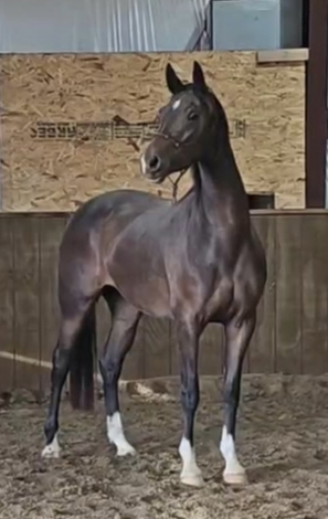 HorseID: 2313514 Jorvick Boudica - PhotoID: 1098945
