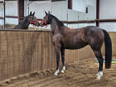 HorseID: 2313514 Jorvick Boudica - PhotoID: 1098946