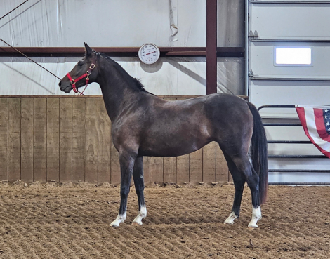 HorseID: 2313514 Jorvick Boudica - PhotoID: 1098947