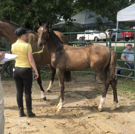 HorseID: 2313514 Jorvick Boudica - PhotoID: 1098948