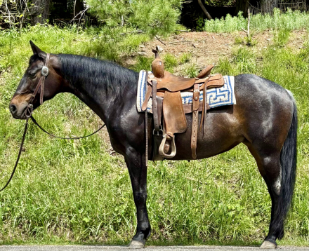 HorseID: 2313515 Denim - PhotoID: 1098950