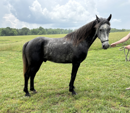 HorseID: 2313517 Steele - PhotoID: 1098952