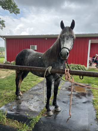HorseID: 2313517 Steele - PhotoID: 1098953