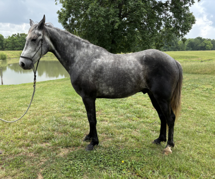 HorseID: 2313517 Steele - PhotoID: 1098954