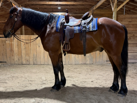 HorseID: 2313519 Titan - PhotoID: 1098957