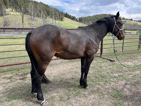 HorseID: 2313521 Metallic Victory - PhotoID: 1098960