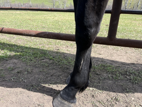 HorseID: 2313521 Metallic Victory - PhotoID: 1098961