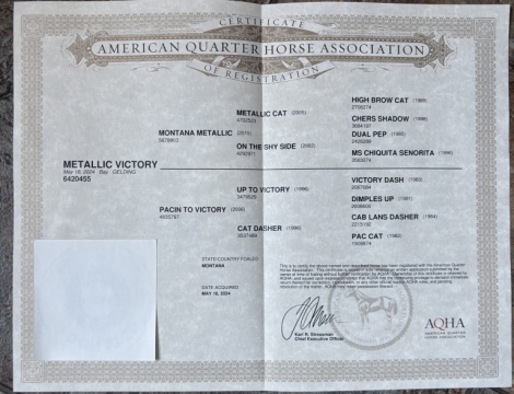 HorseID: 2313521 Metallic Victory - PhotoID: 1098962
