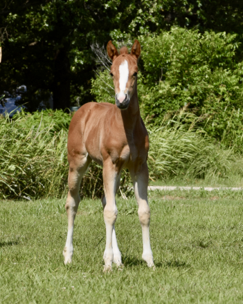 HorseID: 2313525 Inferno filly - PhotoID: 1098981