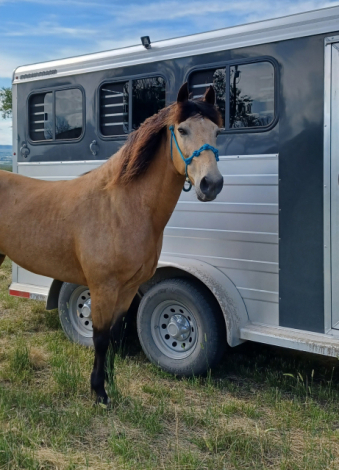 HorseID: 2313529 Buck - PhotoID: 1098983