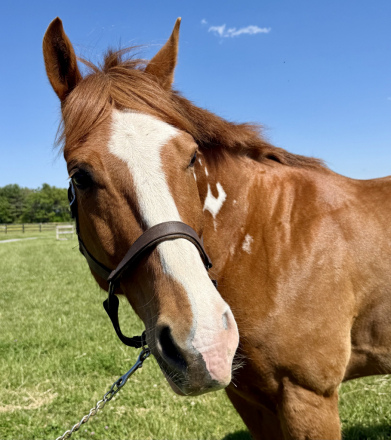 HorseID: 2313536 Major Hot Sizzler - PhotoID: 1098988