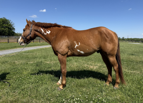 HorseID: 2313536 Major Hot Sizzler - PhotoID: 1098989