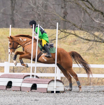 HorseID: 2313536 Major Hot Sizzler - PhotoID: 1098990