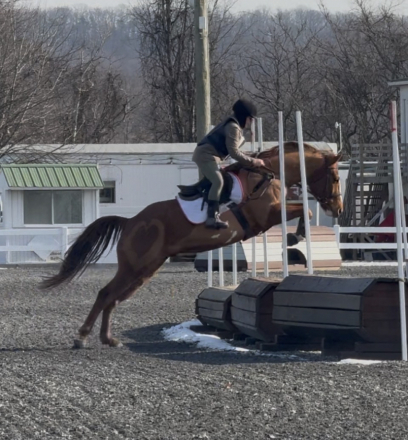 HorseID: 2313536 Major Hot Sizzler - PhotoID: 1098991