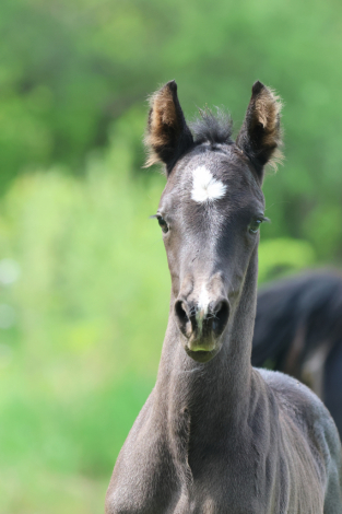 HorseID: 2313540 Wearing My Tuxedo - PhotoID: 1098997