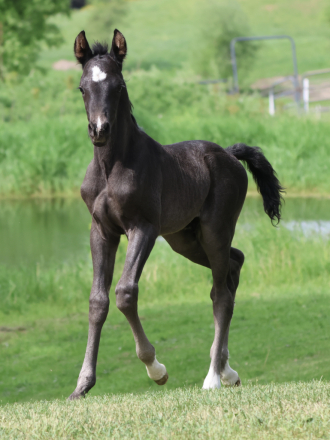 HorseID: 2313540 Wearing My Tuxedo - PhotoID: 1098998