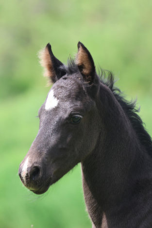 HorseID: 2313540 Wearing My Tuxedo - PhotoID: 1098999