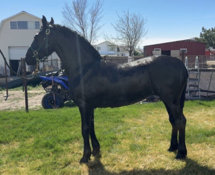 HorseID: 2313546 Delilyah - PhotoID: 1099002