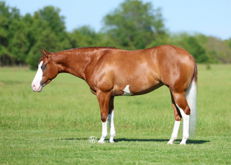 HorseID: 2313551 INFERNOINPARIS - PhotoID: 1099003