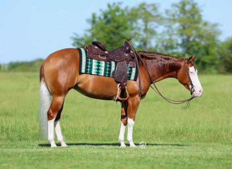HorseID: 2313551 INFERNOINPARIS - PhotoID: 1099004