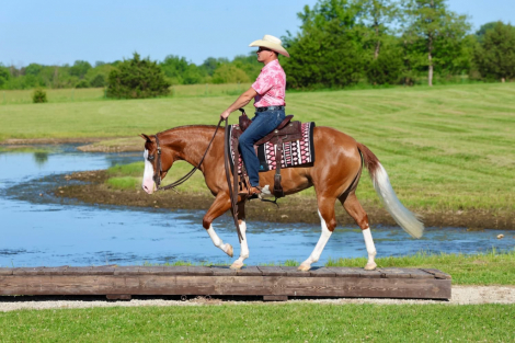 HorseID: 2313551 INFERNOINPARIS - PhotoID: 1099005