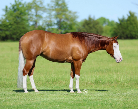 HorseID: 2313551 INFERNOINPARIS - PhotoID: 1099007