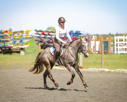 HorseID: 2313552 Minerva’s Silver Grace - PhotoID: 1099009