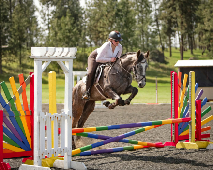 HorseID: 2313552 Minerva’s Silver Grace - PhotoID: 1099010